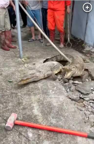 Kaldırımda oluşan çatlaktan üç timsah çıktı