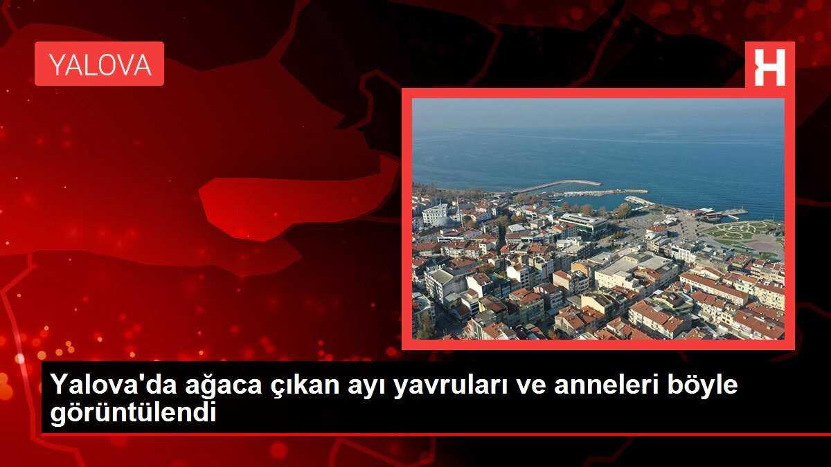 Yalova'da ağaca çıkan ayı yavruları ve anneleri böyle görüntülendi
