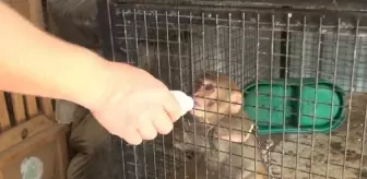 Kırıkkale'de Yasa Dışı Yollarla Yurda Sokulan Örümcek Maymunu Ele Geçirildi