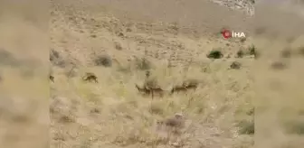Sürü Halindeki Dağ Keçileri Gürün'de Görüntülendi
