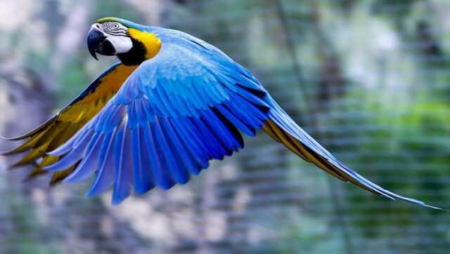 Papağanlar karpuz yer mi?