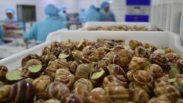Türkiye, deniz salyangozu ihracatından 7 ayda yaklaşık 10 milyon dolar kazandı Türkiye, deniz salyangozu ihracatından 7 ayda yaklaşık 10 milyon dolar kazandı