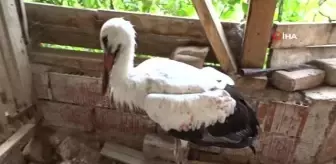 Hisarcık'ta yaralı leylek tedavi altına alındı