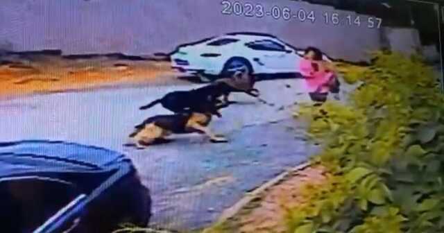 Başıboş köpeklerin saldırdığı kadınlar canlarını zor kurtardı! Dehşet anları kamerada Başıboş köpeklerin saldırdığı kadınlar canlarını zor kurtardı! Dehşet anları kamerada