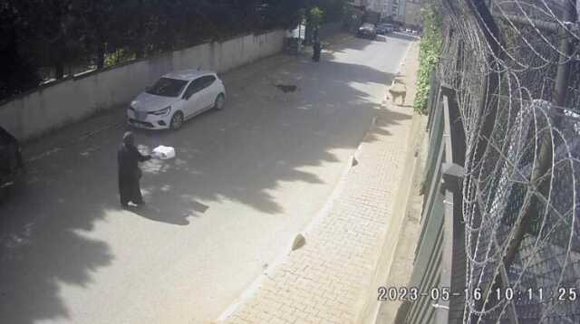 Başıboş köpeklerin saldırdığı kadınlar canlarını zor kurtardı! Dehşet anları kamerada Başıboş köpeklerin saldırdığı kadınlar canlarını zor kurtardı! Dehşet anları kamerada