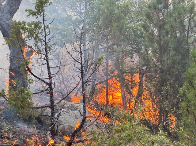 Eskişehir orman yangını çıktı, Seyitgazi-Afyonkarahisar kara yolu trafiğe kapatıldı