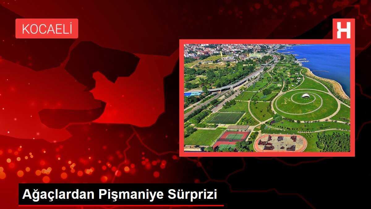 Ağaçlardan Pişmaniye Sürprizi
