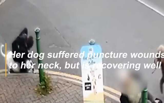 Evcil köpeği ile caddede yürüyen 76 yaşındaki kadın boğa cinsi köpeğin saldırısı sonucu ağır yaralandı Evcil köpeği ile caddede yürüyen 76 yaşındaki kadın boğa cinsi köpeğin saldırısı sonucu ağır yaralandı