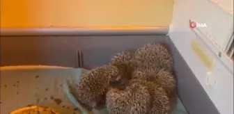 Bebek kirpiler koruma altında