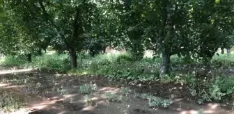 Eğirdir Gölü'nde Su Seviyesi Düşerken Hala Vahşi Sulama Yapılıyor