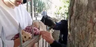 Kırıkkale'de İtfaiyecilerden Kedi Kurtarma Operasyonu