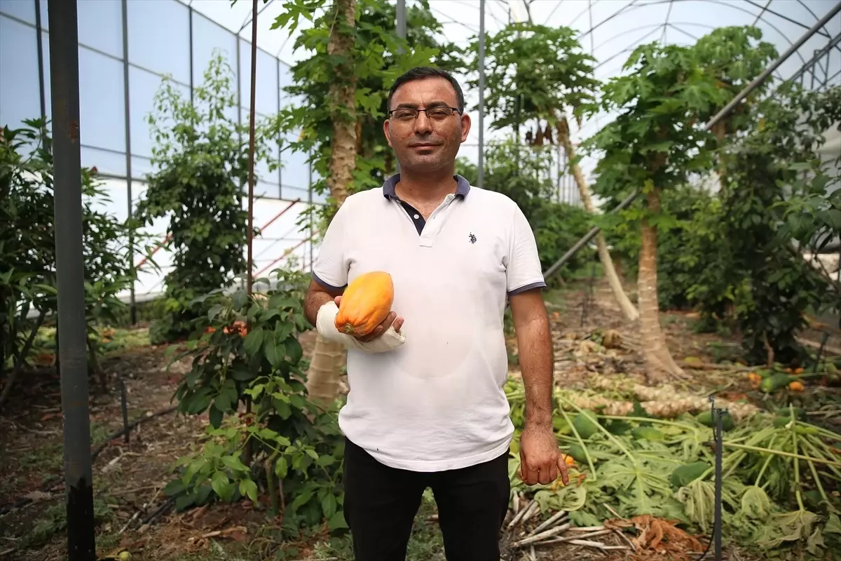 Antalya da Papaya Üretimi Genişliyor Son Dakika