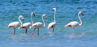 Kuraklık nedeniyle Burdur Gölü flamingolarla renklendi
