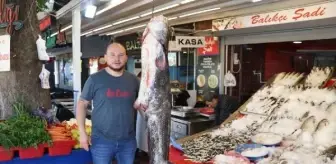 Amasya'da Dev Yayın Balığı Yakalandı