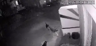 Engelli Baba ve Oğlu Sokak Köpeklerinin Saldırısına Uğradı