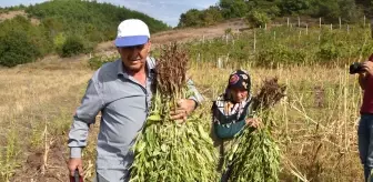 Balıkesir'de süpürge ustası tarlasını susam üretimiyle değerlendiriyor