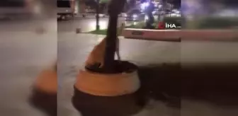 Suçüstü yakalanan köpek yüzleri güldürdü