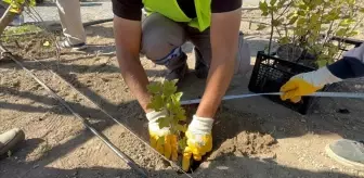 Ankara'daki Kızılcahamam Millet Bahçesinde Tıbbi Aromatik Bitkiler Yetiştiriliyor