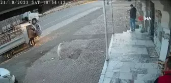 Yemeğini paylaşmak istemeyen kedi iki köpeğe kafa tuttu