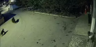 Karabük'te kent merkezine inen 2 ayı güvenlik kamerasıyla görüntülendi