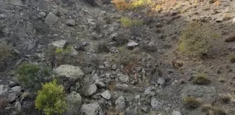 Giresun'da Yaban Keçisi Sürüsü Dron ile Görüntülendi