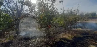 Çorum'un Dodurga ilçesinde yangında 7 dekar meyve bahçesi zarar gördü