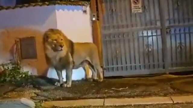 İtalya'da sirkten kaçan aslan sokaklarda gezdi İtalya'da sirkten kaçan aslan sokaklarda gezdi