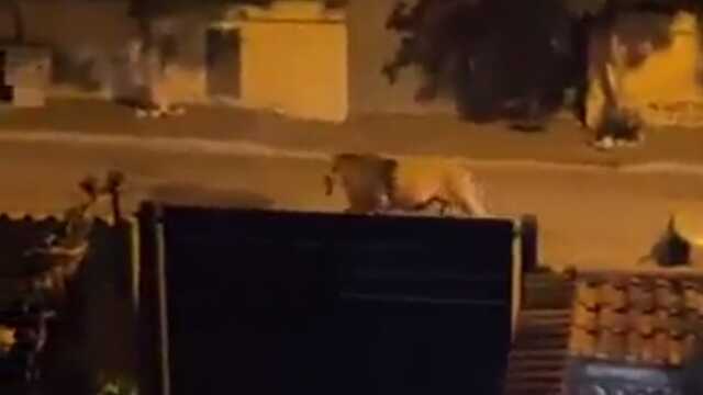 İtalya'da sirkten kaçan aslan sokaklarda gezdi İtalya'da sirkten kaçan aslan sokaklarda gezdi
