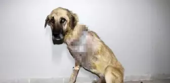 Köpeğin aracın çarpması zannedilip kliniğe getirildiği ancak av tüfeğiyle vurulduğu belirlendi