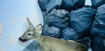 Kırklareli'nde yaralı bulunan karaca yavrusu koruma altına alındı