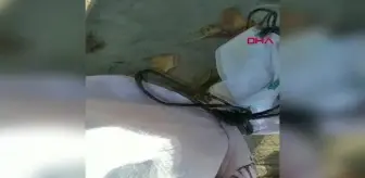 Keşan'da Kulakları ve Kuyruğu Kesilmiş Yavru Köpek Çuvaldan Çıktı