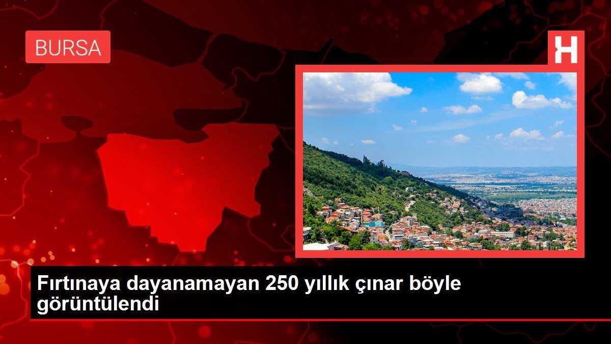 Fırtınaya dayanamayan 250 yıllık çınar böyle görüntülendi