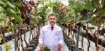 Tarım ve Orman Bakanı Üzüm Hasadına Katıldı