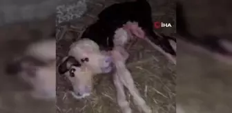 Tokat'ta çift başlı buzağı doğdu