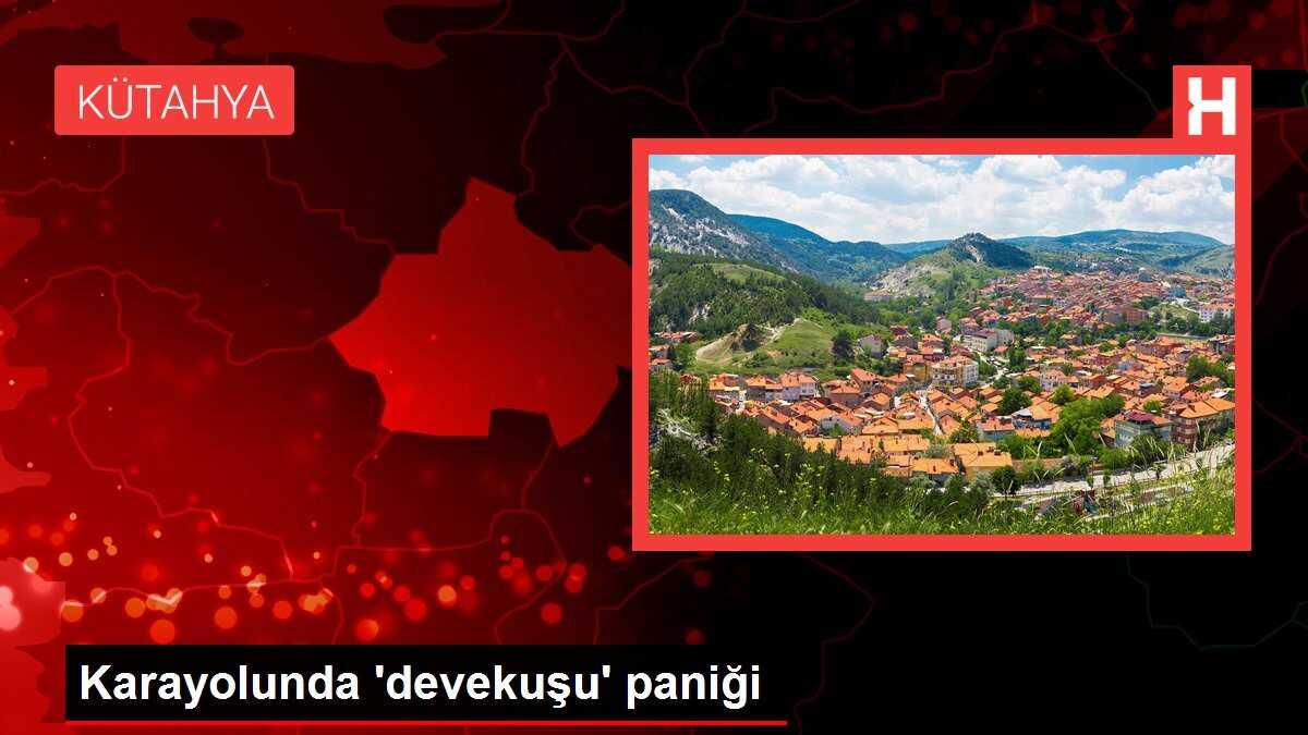 Karayolunda 'devekuşu' paniği