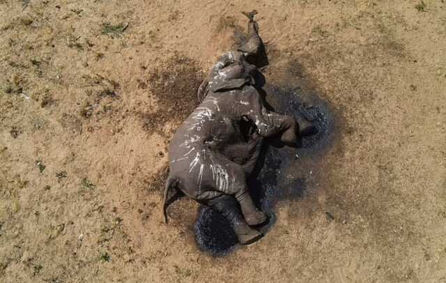 Zimbabve'de İklim Değişikliği Nedeniyle 100 Filin Hayatını Kaybettiği Bildirildi Zimbabve'de İklim Değişikliği Nedeniyle 100 Filin Hayatını Kaybettiği Bildirildi