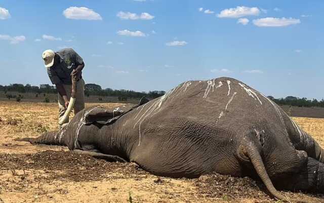 Zimbabve'de İklim Değişikliği Nedeniyle 100 Filin Hayatını Kaybettiği Bildirildi Zimbabve'de İklim Değişikliği Nedeniyle 100 Filin Hayatını Kaybettiği Bildirildi
