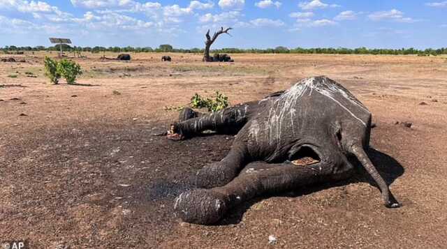 Zimbabve'de İklim Değişikliği Nedeniyle 100 Filin Hayatını Kaybettiği Bildirildi Zimbabve'de İklim Değişikliği Nedeniyle 100 Filin Hayatını Kaybettiği Bildirildi