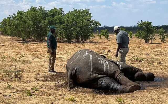 Zimbabve'de İklim Değişikliği Nedeniyle 100 Filin Hayatını Kaybettiği Bildirildi Zimbabve'de İklim Değişikliği Nedeniyle 100 Filin Hayatını Kaybettiği Bildirildi