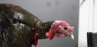 Tersanespor Okey Turnuvasında Şampiyon Belli Oldu