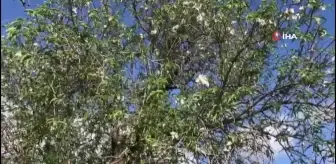 Datça'da badem ağaçları erken çiçek açtı