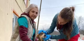 Demirköy ilçesinde yaralı halde bulunan sahipsiz köpek tedavi altına alındı