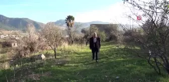 Mersin'de havalar ısındı, badem ağaçları çiçek açtı