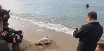 Akdeniz'in en uzun süre izlenen kaplumbağası Tuba'nın sinyali kesildi