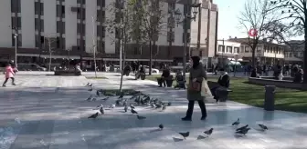 Balıkesir'e kar beklenirken bahar geldi