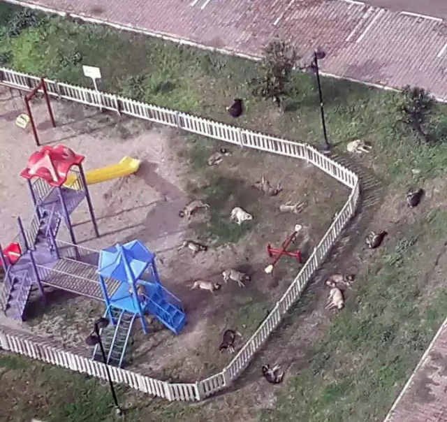 Ürküten görüntü! Başıboş köpekler çocuk parkını istila etti