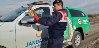 Edirne'de Uçamayan Peçeli Baykuş Koruma Altına Alındı