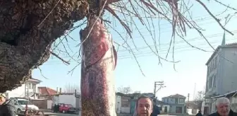 Edirne'de Dev Yayın Balığı Yakalandı