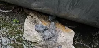 Zonguldak'ta dağıtılan kömürlerde taş çıkması mağduriyet yarattı