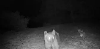 Muğla'da fotokapana yakalanan boz ayı ve yavruları